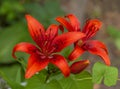 Red Lily Flower. Lily flower close up. Shallow depth of field. Royalty Free Stock Photo