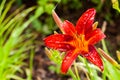 A red lily flower with drops of water in the garden Royalty Free Stock Photo