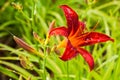 A red lily flower with drops of water in the garden Royalty Free Stock Photo