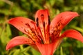 Red Lily flower on the field Royalty Free Stock Photo