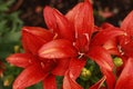 Red lily flower in garden, close petals and stamens macro shooting