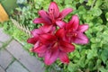 Red lily flower