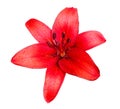 Red Lily Flower With Water Royalty Free Stock Photo