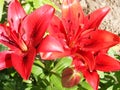 Red lily flowers close up. Flower blooming. Flower garden. Flower macro. Green leaf macro. Royalty Free Stock Photo