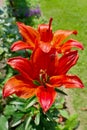 Red lily flowers in the garden. Royalty Free Stock Photo