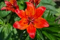 Red lily flowers in the garden. Royalty Free Stock Photo