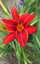 Lily red flowers and green leaves growing in garden summer time Royalty Free Stock Photo