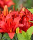 Red lily in the garden. Gardening concept