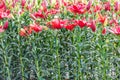 Red lily in garden Royalty Free Stock Photo