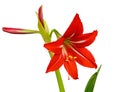 Red lily, isolated on white Royalty Free Stock Photo