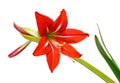 Red Lily, isolated on white Royalty Free Stock Photo