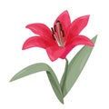 Red lily isolated on white background. Vector realistic illustration. Royalty Free Stock Photo