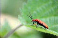 Red lily leaf beetle bug. Royalty Free Stock Photo