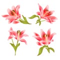 Red Lily Lilium candidum,flower with leaves and bud on a white background set two vintage vector illustration editable Royalty Free Stock Photo