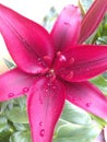 Red lily Lilium flower with raindrops