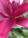 Red lily Lilium with a row of water drops Royalty Free Stock Photo