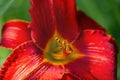 Red lily macro close-up photo. A flower on a sunny day Royalty Free Stock Photo