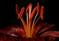 Red lily macro close up after the rain Royalty Free Stock Photo