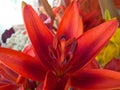 Red lily macro Royalty Free Stock Photo
