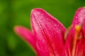 Beautiful bright flower. Red lily macro photo close-up Royalty Free Stock Photo