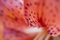 Red lily petal closeup texture Royalty Free Stock Photo