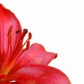 Red lily with pistils Royalty Free Stock Photo