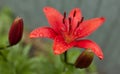 Red Lily with raindrops on the petals, soft focus Royalty Free Stock Photo