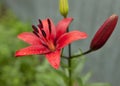 Red Lily with raindrops on the petals, soft focus Royalty Free Stock Photo