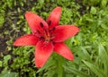 Red Lily with raindrops on the petals, soft focus Royalty Free Stock Photo