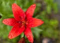 Red Lily with raindrops on the petals, soft focus Royalty Free Stock Photo