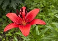 Red Lily with raindrops on the petals, soft focus Royalty Free Stock Photo