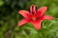 Red Lily with raindrops on the petals, soft focus Royalty Free Stock Photo