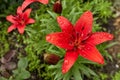 Red Lily with raindrops on the petals, soft focus Royalty Free Stock Photo