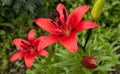 Red Lily with raindrops on the petals, soft focus Royalty Free Stock Photo