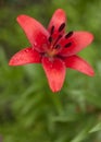 Red Lily with raindrops on the petals Royalty Free Stock Photo