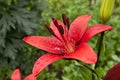 Red Lily with raindrops on the petals, soft focus Royalty Free Stock Photo