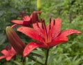 Red Lily with raindrops on the petals, soft focus Royalty Free Stock Photo