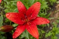 Red Lily with raindrops on the petals, soft focus Royalty Free Stock Photo