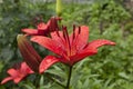 Red Lily with raindrops on the petals, soft focus Royalty Free Stock Photo