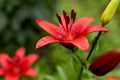 Red Lily with raindrops on the petals, soft focus Royalty Free Stock Photo