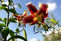 Red lily with swirling petals against the bright sky