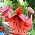 Red lily and water drops. Beautiful flowers in the garden in midsummer, in a sunny day. Green landscape. Royalty Free Stock Photo