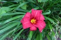 red lily with water drops on the petals Royalty Free Stock Photo