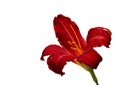 Red lily on white background