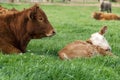 Red Limousin Bull and Calf Royalty Free Stock Photo