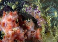 A Red-lined Flabellina Flabellina rubrolineata