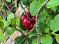 Red lingonberries growing on a bush in the forest Royalty Free Stock Photo