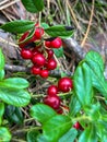 Red lingonberries growing on a bush in the forest Royalty Free Stock Photo