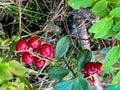 Red lingonberries growing on a bush in the forest Royalty Free Stock Photo