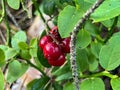 Red lingonberries growing on a bush in the forest Royalty Free Stock Photo